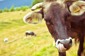 Mucche in Malga Cagnon | © APT Valsugana e Lagorai