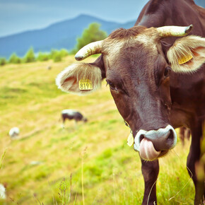 Mucche in Malga Cagnon | © APT Valsugana e Lagorai