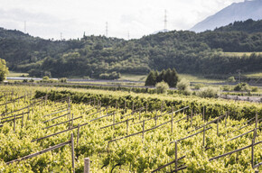 Nosiola vineyards | © Garda Trentino 