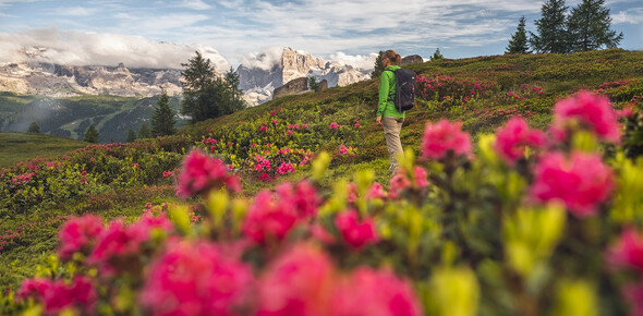 Najpiękniejsze kwiaty w Trentino