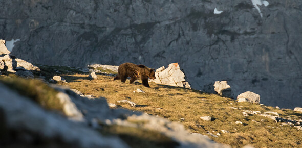 L'orso in Trentino