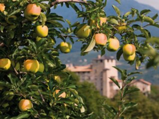 Cles Castle and apple orchards in Val di Non