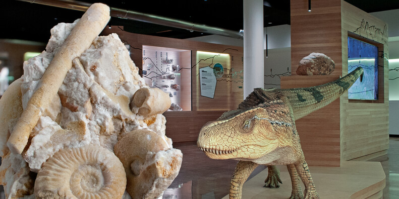 Geologisches Museum der Dolomiten #2 | © Fossile_Museo_Geologico_Predazzo_photo DFerrari