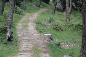Sentiero dei larici | © APT Valsugana e Lagorai