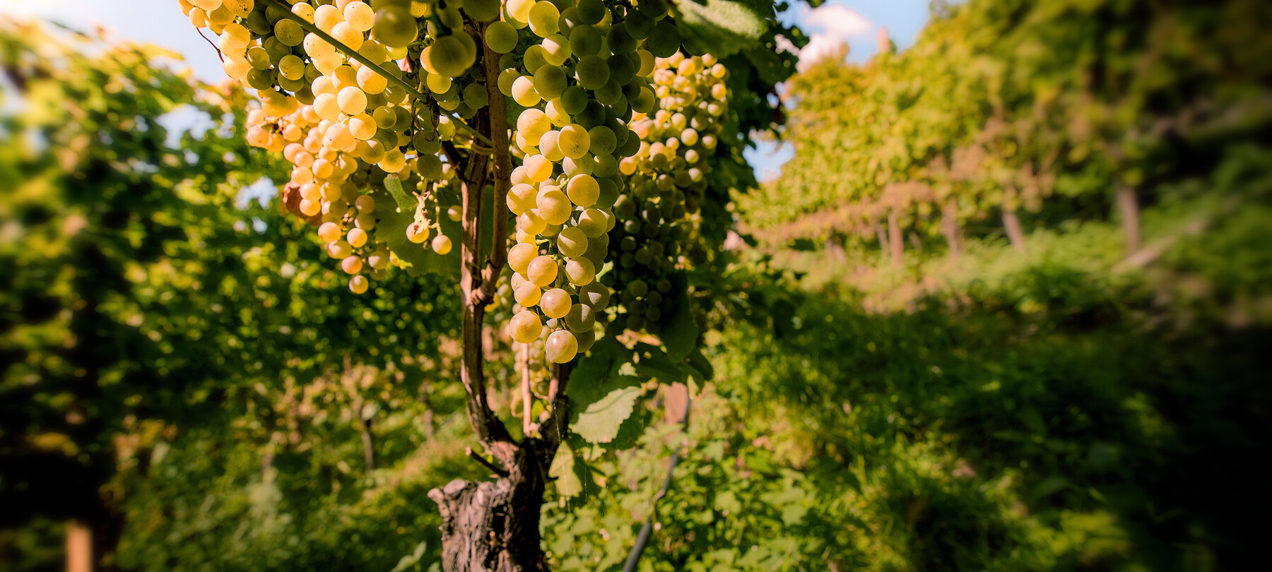Enoturistika: objevte odrůdu Müller Thurgau ve Val di Cembra