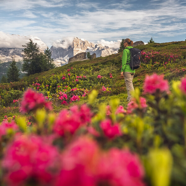 Najpiękniejsze kwiaty w Trentino