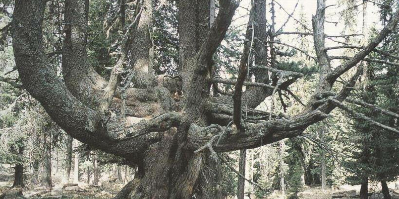 Monumentale bomen van de Val di Fiemme  #1