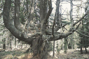 Monumentální stromy ve Val di Fiemme 