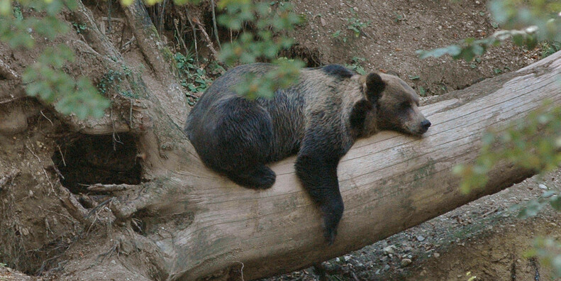  Centro Visitatori Parco - L'orso signore del bosco  #1