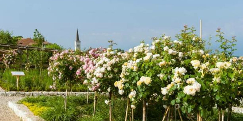 The " Giardino della Rosa " (Rose Garden) in Ronzone #1