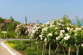 The " Giardino della Rosa " (Rose Garden) in Ronzone