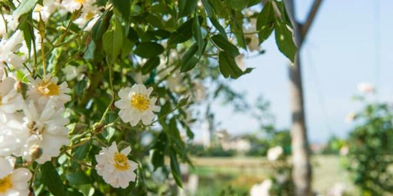 The " Giardino della Rosa " (Rose Garden) in Ronzone #2