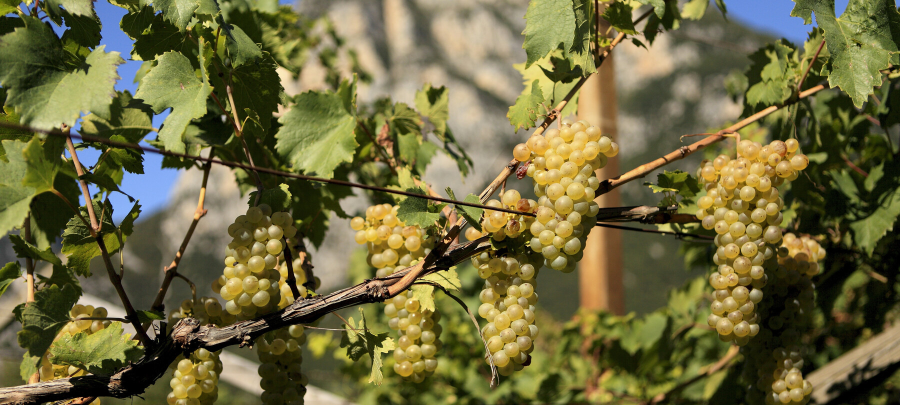 Wijntoerisme: ontdek Nosiola, tussen de Colline Avisiane en het Gardameer