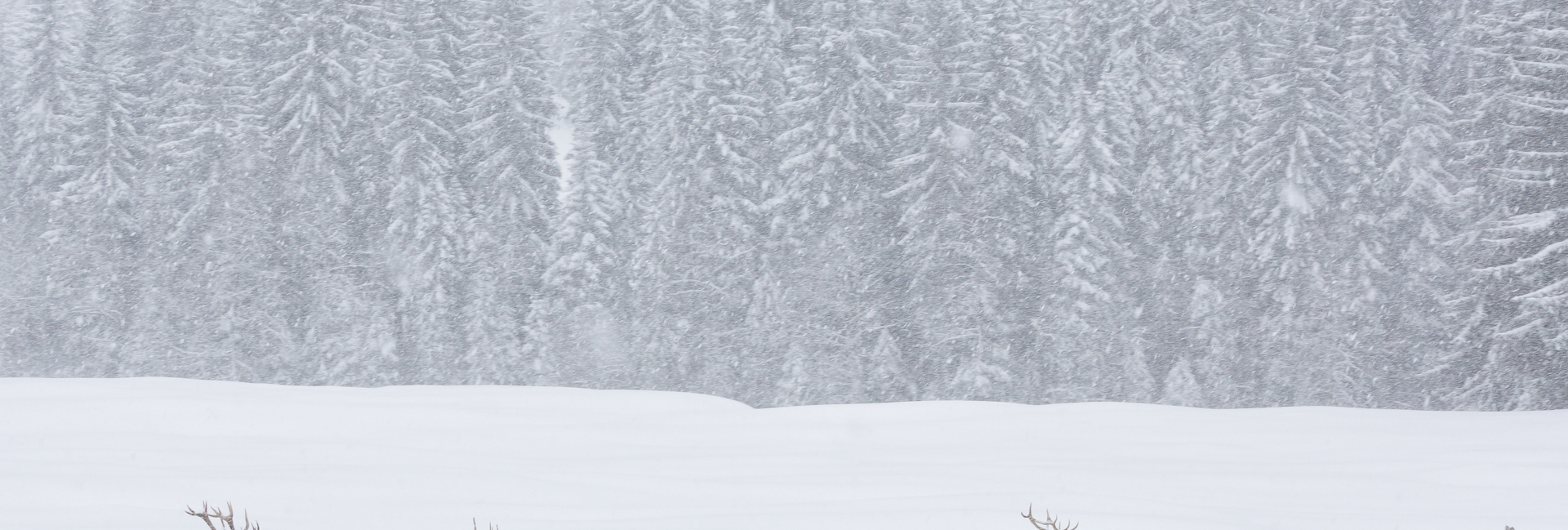 Animali selvatici durante una tempesta di neve nei parchi naturali del Trentino