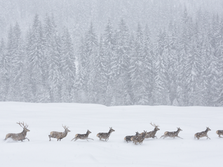 Animali selvatici durante una tempesta di neve nei parchi naturali del Trentino