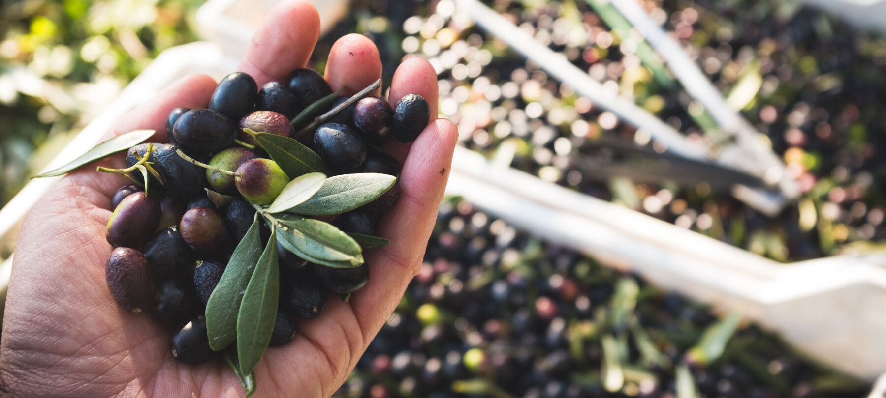 Oliwa z oliwek z pierwszego tłoczenia znad trydenckich brzegów jeziora Garda
