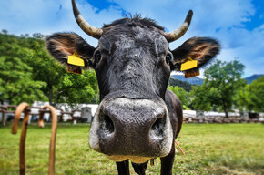 “Razza Rendena” cows event